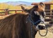Cow in Pen