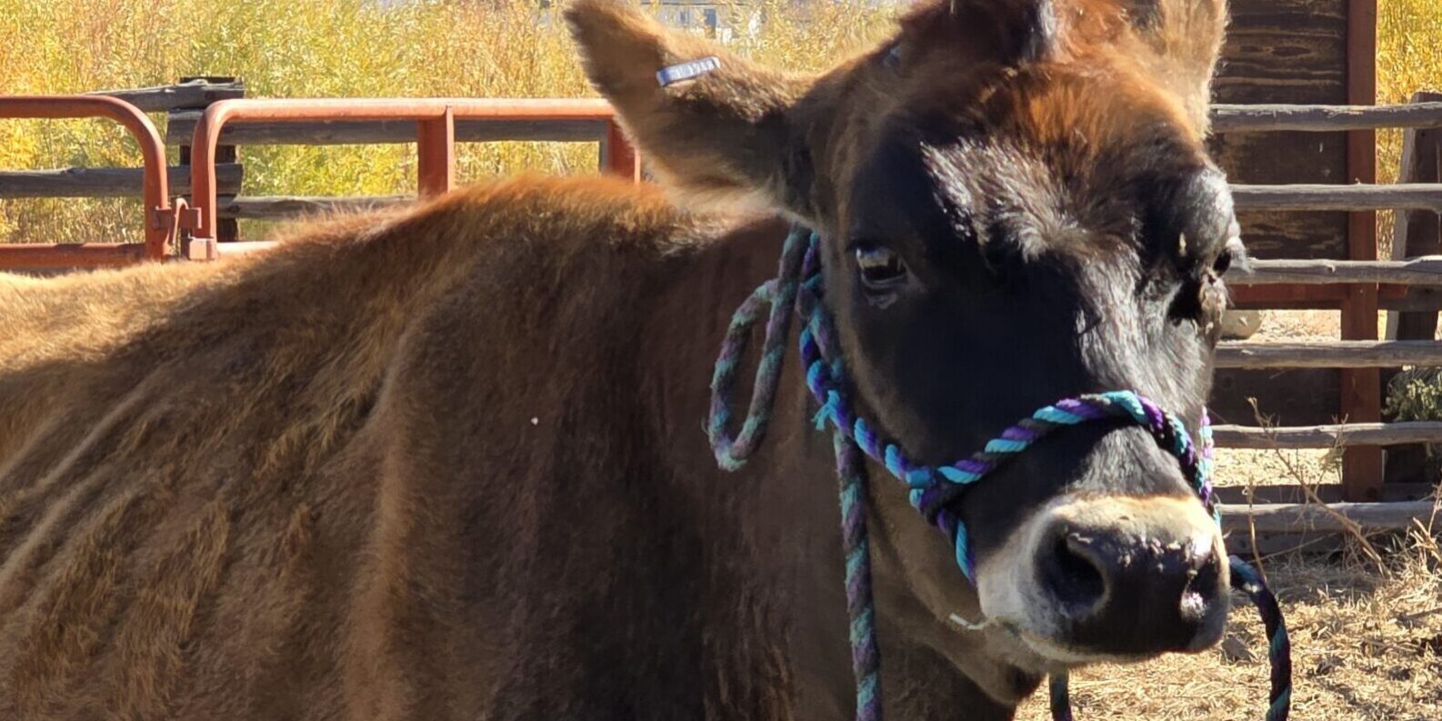 Dairy Cow Cow in Pen