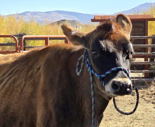 Cow in Pen