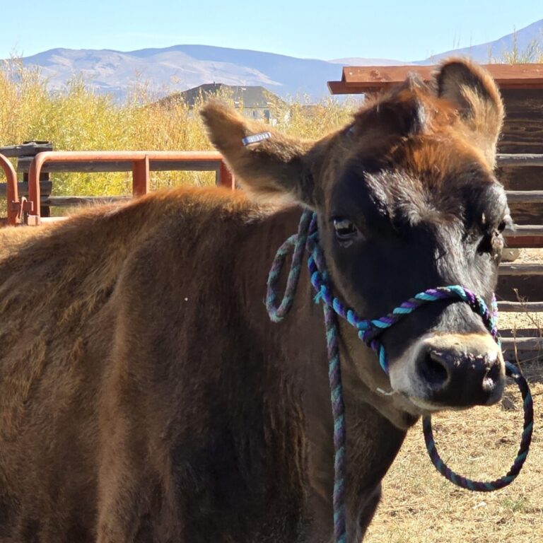 Dairy Cow Cow in Pen